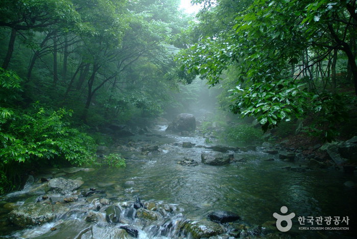 당일보령여행